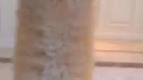 Amazing video