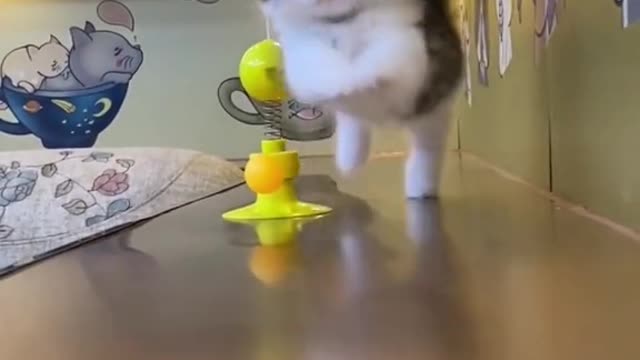These cats are getting too cute idk what to do anymore