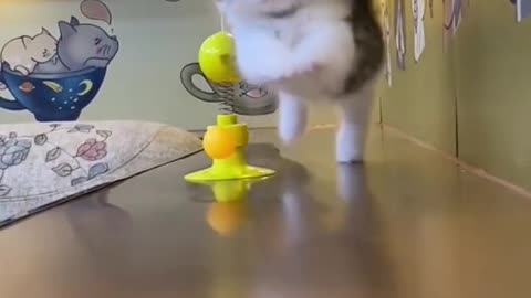 These cats are getting too cute idk what to do anymore