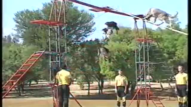 South African Police Dog Training