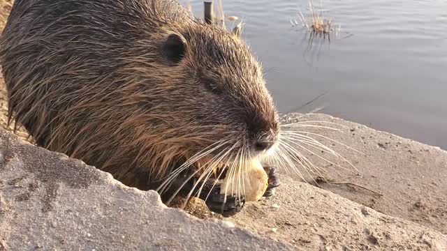 North American River Otter