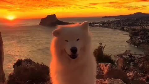 Golden hour with my furry best friend 🐶🌅