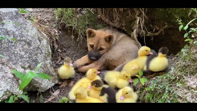 A little dog and a bunch of ducklings