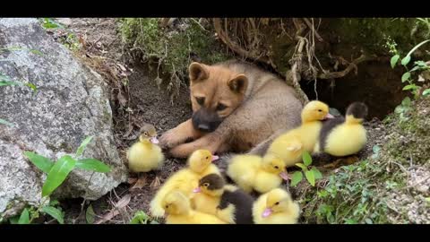 A little dog and a bunch of ducklings