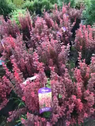 Orange rocket Barberry