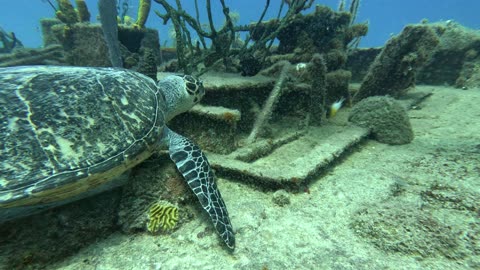 Wreck Turtle