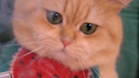 Funny Cat Amazing Video 2023