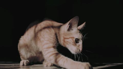 Cute and beautiful cat (part1)