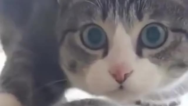 Dog And Cat Funny Compilation { Baby Cat And Dog Video } ๐งก๐