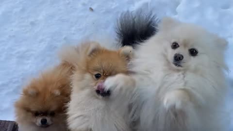 In this video, you will see wonderful scenes of dogs playing with their friends