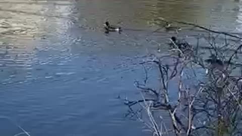 Nature #shorts Duck #duck #geese roving the sea in a breeze, #lake #goose #birds #canadagoose