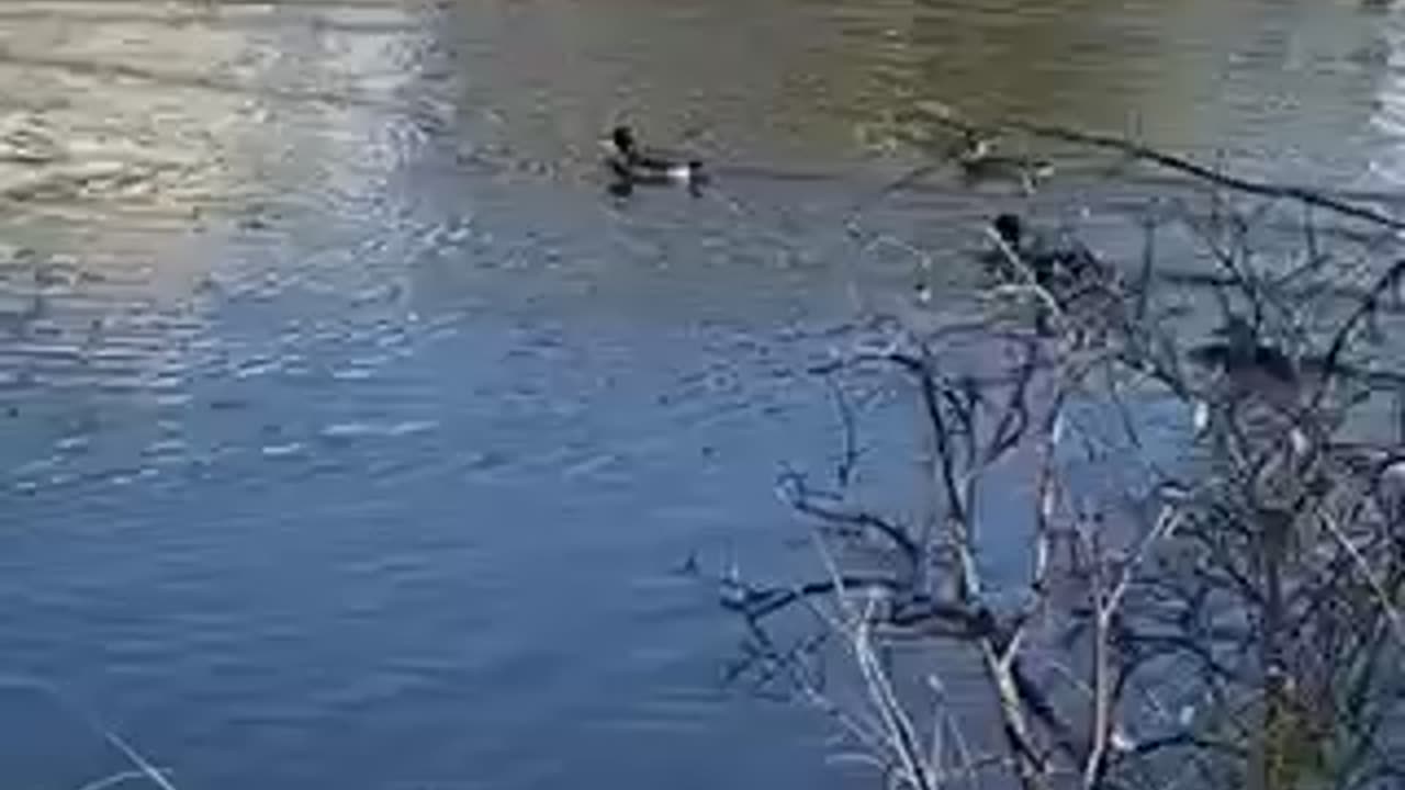 Nature #shorts Duck #duck #geese roving the sea in a breeze, #lake #goose #birds #canadagoose