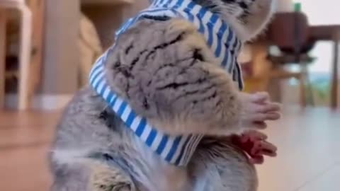 Best Funniest Animals Videos 2023 🐧