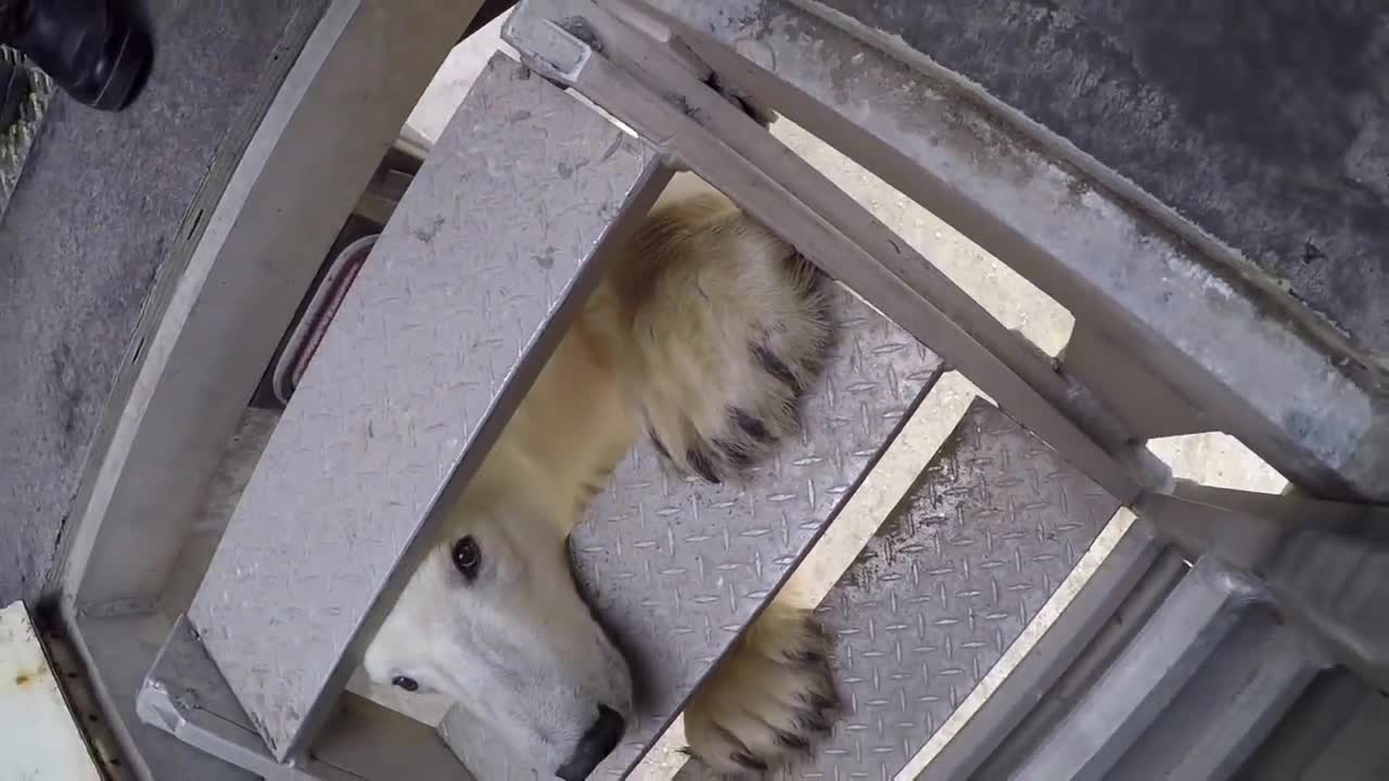 Polar Bear Encounter