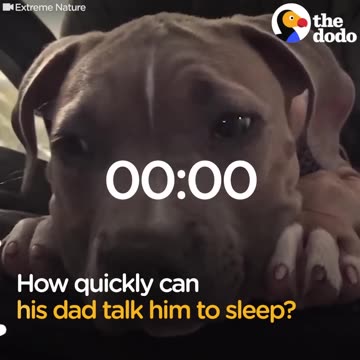 Pit Bull Puppy Falls Asleep To Dad's Voice | The Dodo