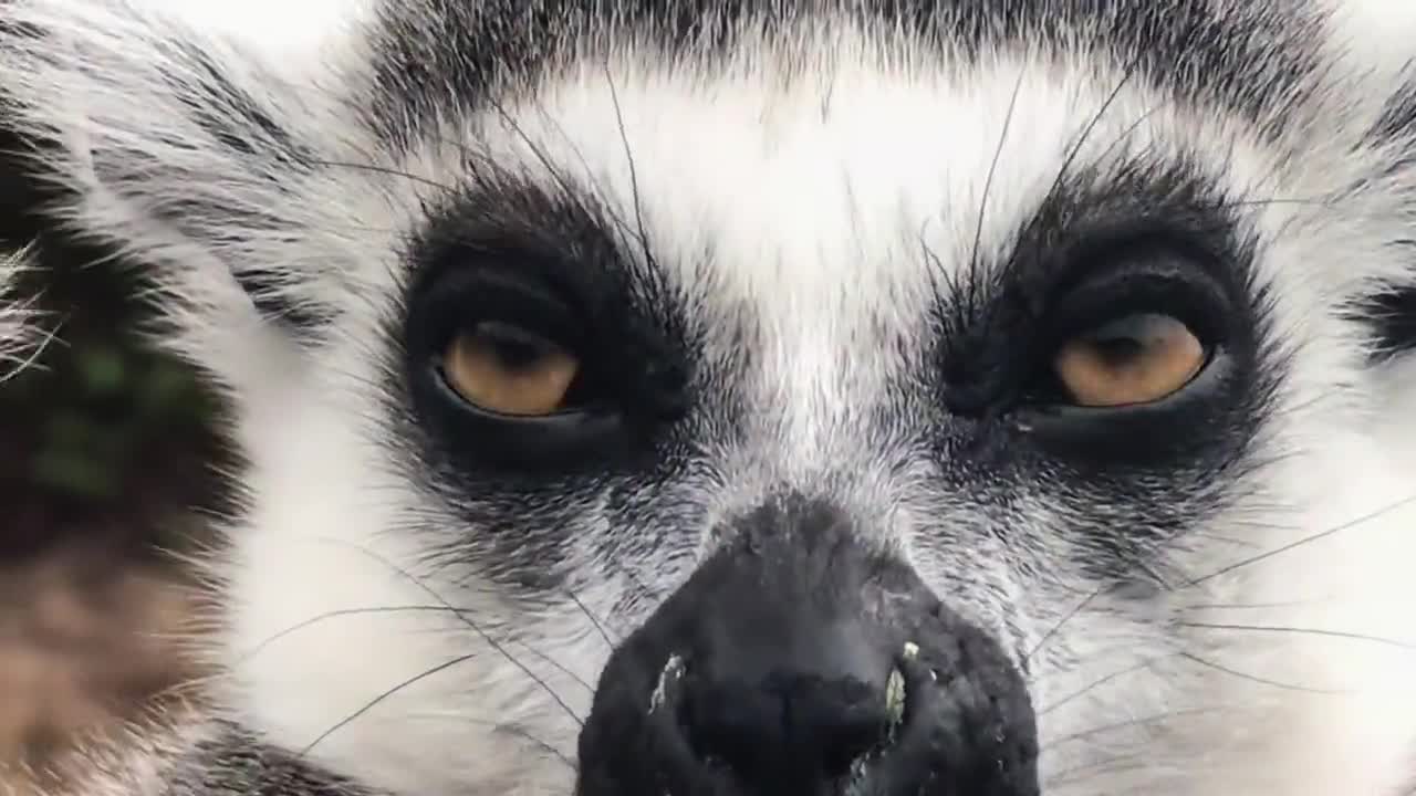 Ring-tailed lemur