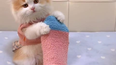 So cute Cat😘😘😘