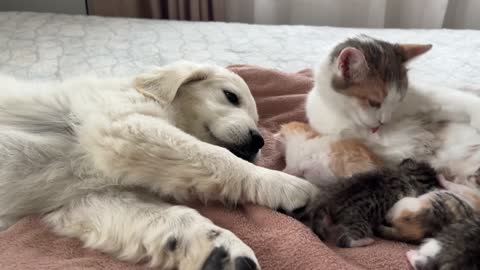 Golden Retriever Puppy Reacts to Baby Kittens [Cuteness Overload]