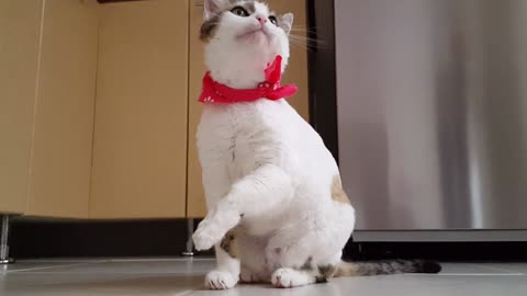 cute cat video