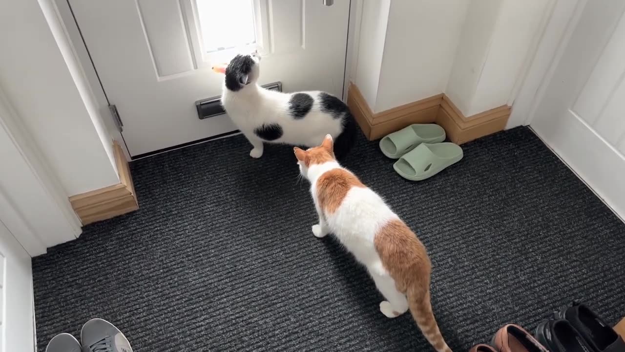 Neighbours Cat Meets My Cat