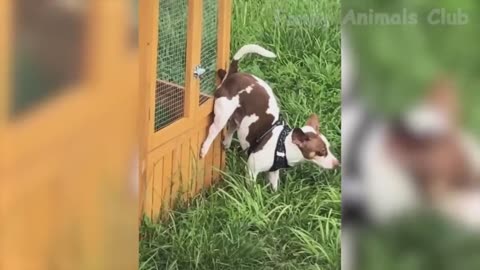 Funny Animal Videos 2022 😂 - Funniest Cats And Dogs Videos 😺😍