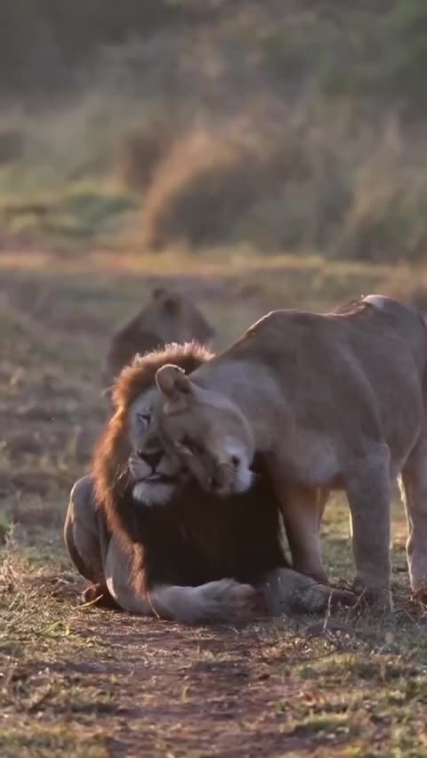 The king of the jungle