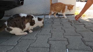 Talkative cat meowing non stop is unbelievably cute