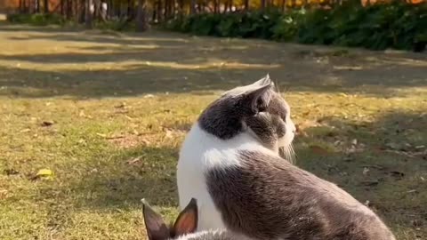 Heartwarming Friendship of a Cat and Bunny!