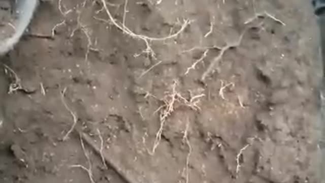 Yakut soldiers reload a machine gun in a