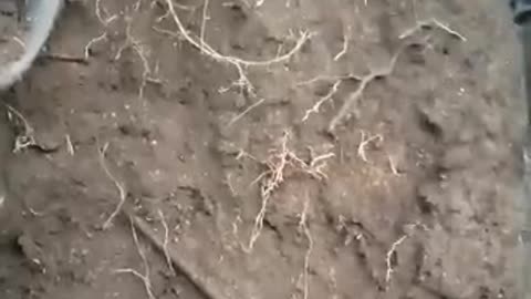 Yakut soldiers reload a machine gun in a
