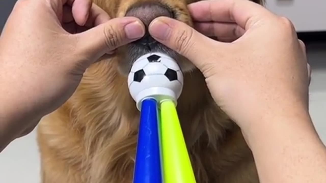 Funny dog reaction