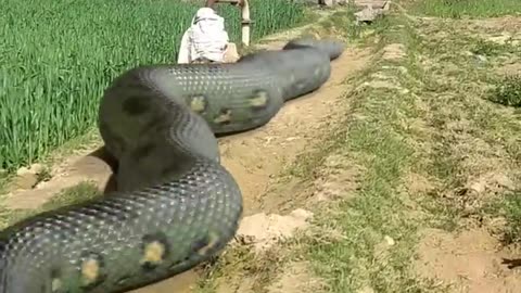 Big snake chasing young guy