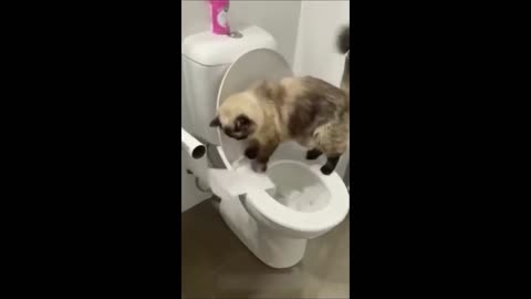 Funny cats / dogs - Funny animal videos