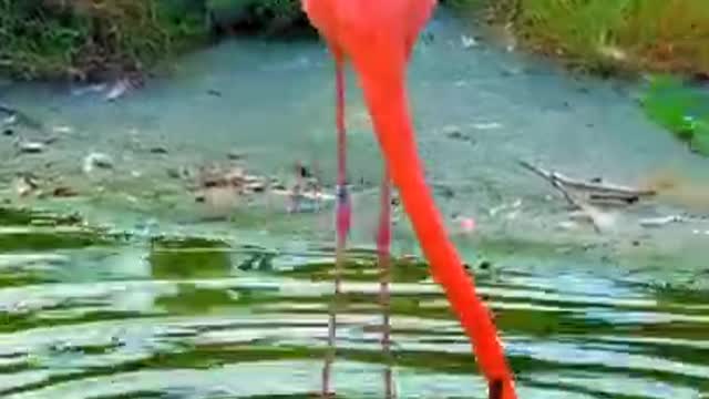 Flamingo dancing