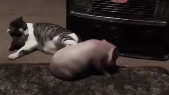 The power of a cat when kicking a rolling pig