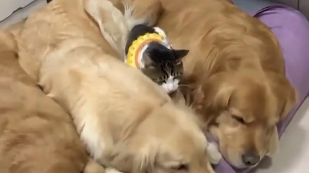 friendship between enemies