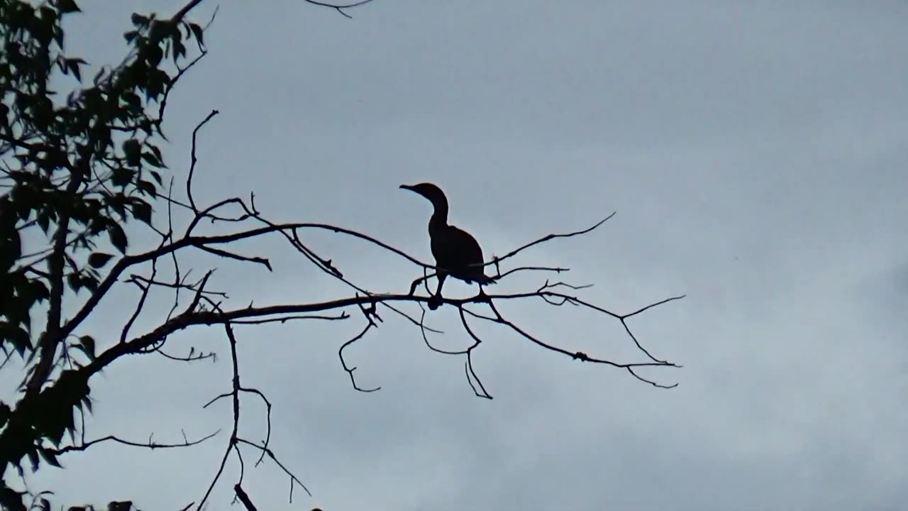 Cormorant