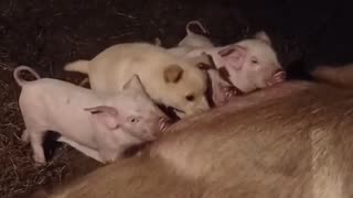 Puppy Tries to Nurse With Piglets