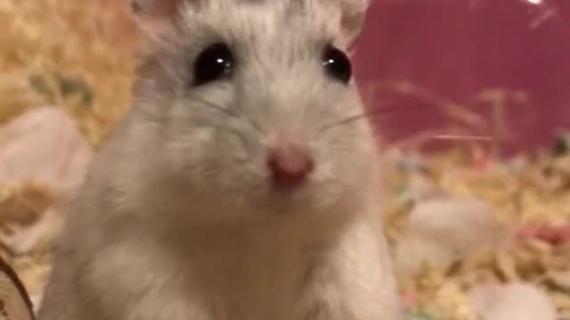 HamsterBOBO1