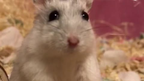 HamsterBOBO1