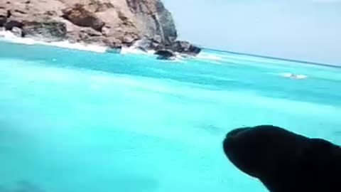 Biggest Monster Ever Seen !