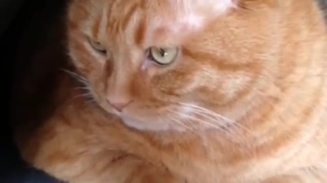 Lively and cute kitten