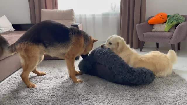 Golden Retriever Protects his bed from a German Shepherd