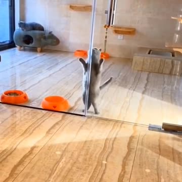 cute animals short shorts cute animals