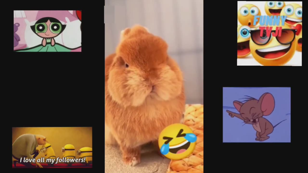 FUNNY BUNNY 4