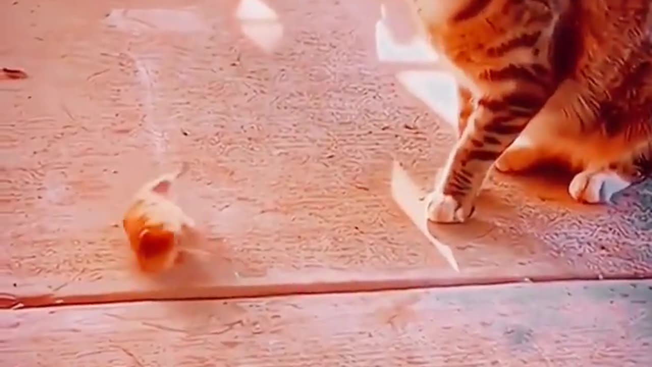 Cat funniest video