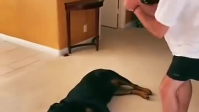 Adorable Rottweiler plays dead and has to be revived!