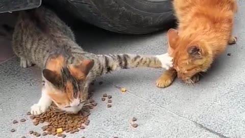 CAT FIGHT