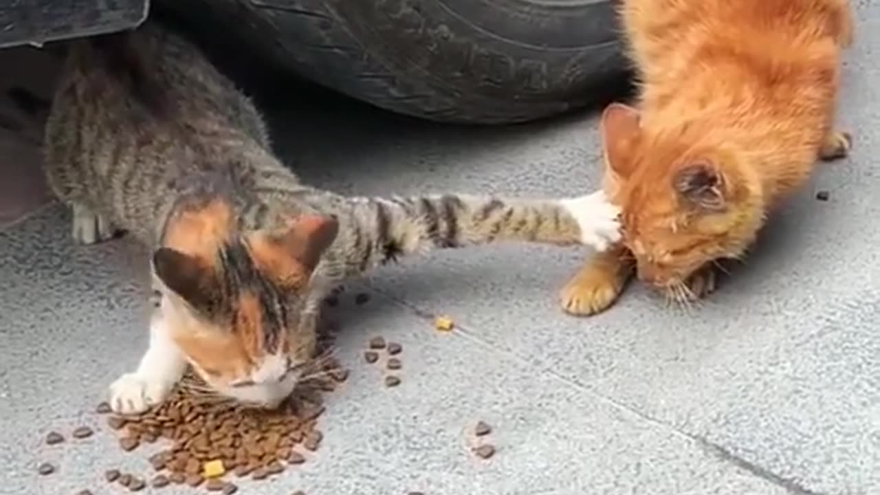 CAT FIGHT