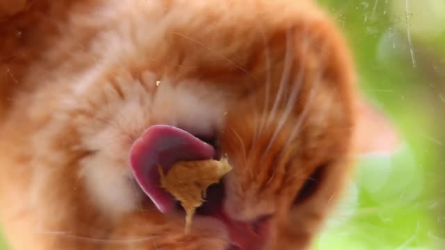 An orange cat is licking your face